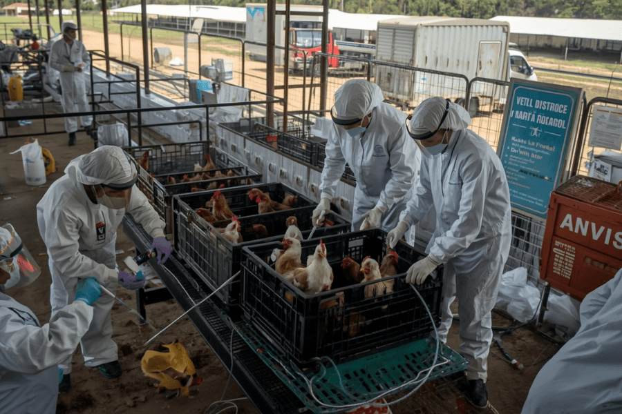 Anvisa Intensifica Vigil&acirc;ncia Contra Influenza Avi&aacute;ria ap&oacute;s Novo Foco em Mato Grosso