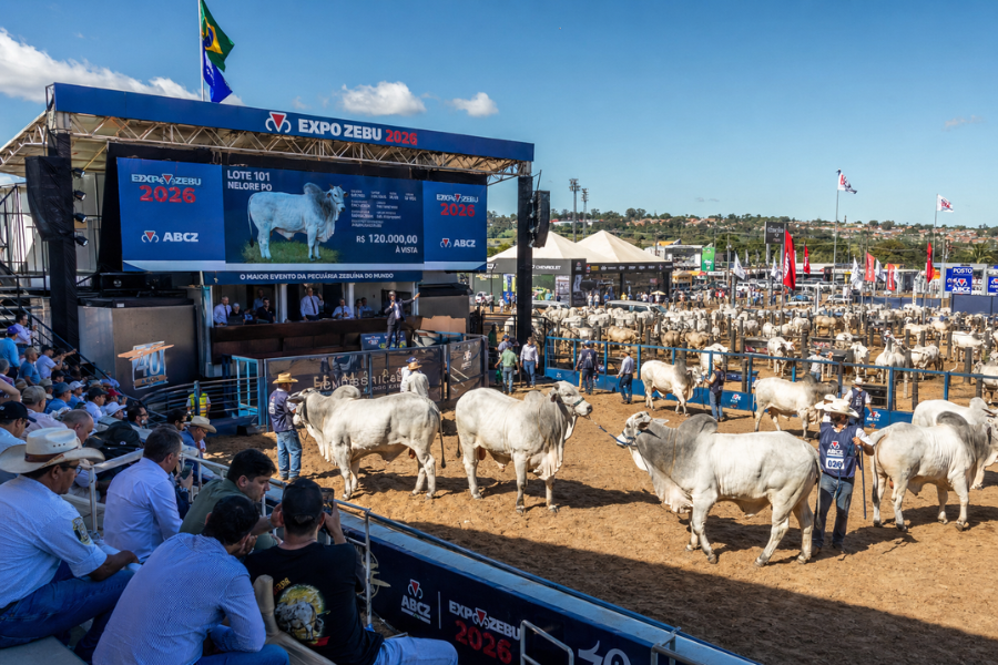 Expozebu 2026 Come&ccedil;a com 3 mil Animais e Agenda Intensa de Leil&otilde;es em Uberaba