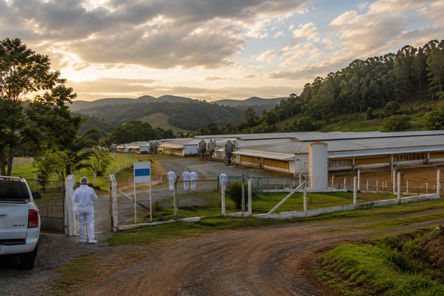 Esp&iacute;rito Santo Mant&eacute;m Emerg&ecirc;ncia Sanit&aacute;ria Contra Gripe Avi&aacute;ria