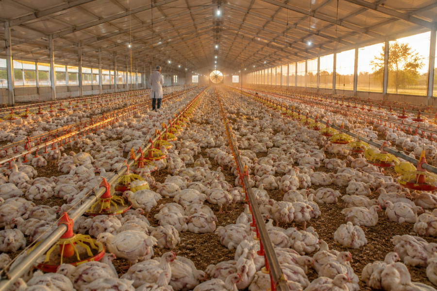 Controle da Coccidiose Melhora Desempenho da Avicultura até o Abate