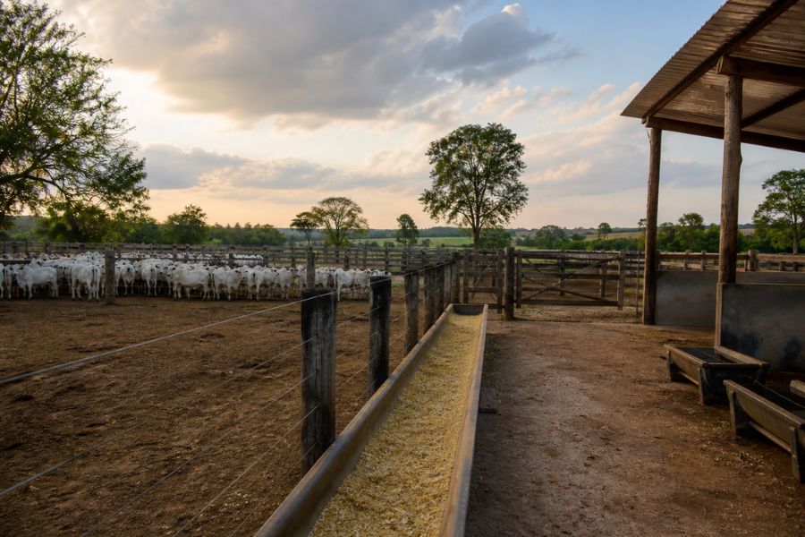 Governo Pro&iacute;be Aditivos com Antimicrobianos na Produ&ccedil;&atilde;o Animal