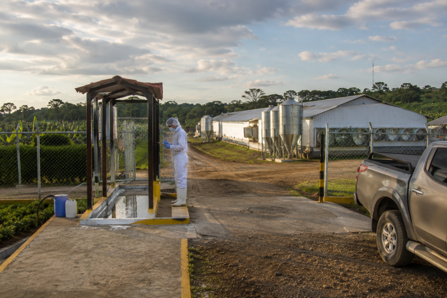 Colômbia Reforça Biossegurança e Fortalece Avicultura