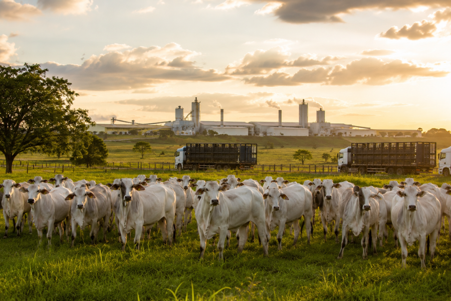 Carne Bovina Cara: Exportações para China Dividem Opiniões