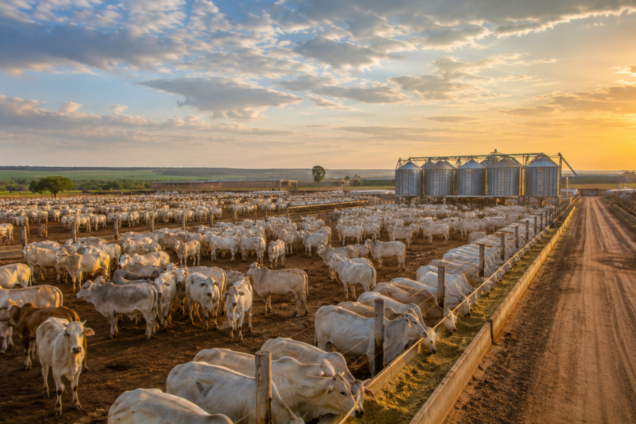 Confinamento de Bovinos Pode Alcan&ccedil;ar Novo Recorde em 2026