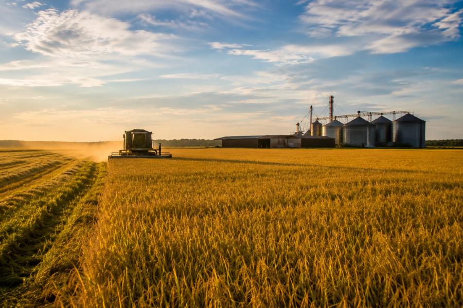 Preço do Arroz Reage no RS com Alta das Exportações