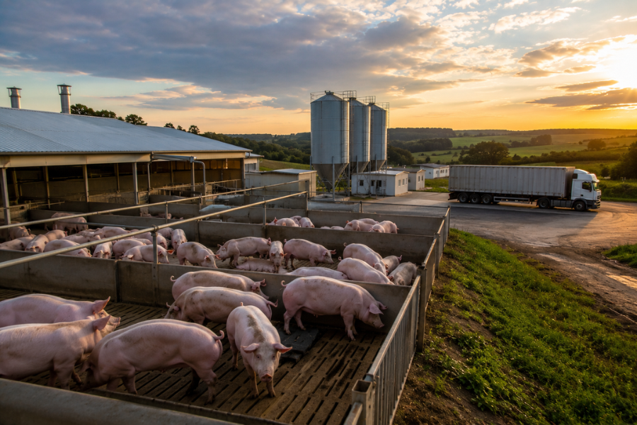 Exportação de Carne Suína Bate Recorde para Maio em 2026