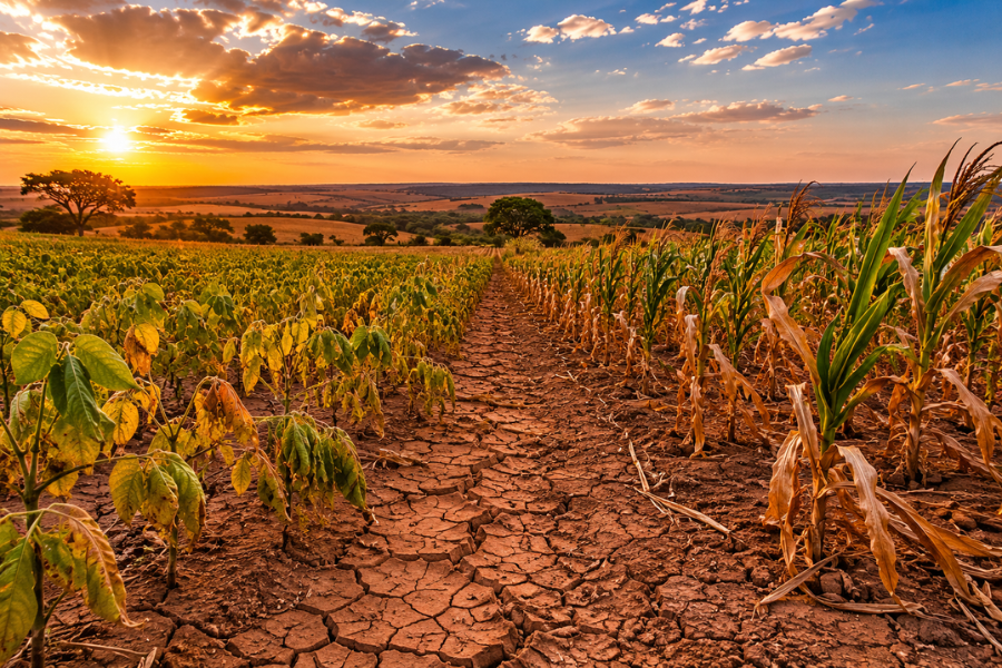 El Niño Avança Sobre MA, TO, PI e BA e Preocupa Produtores Rurais