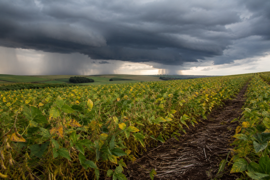 Dívidas, Custos e Clima: A Tempestade Perfeita que Ameaça a Soja Brasileira