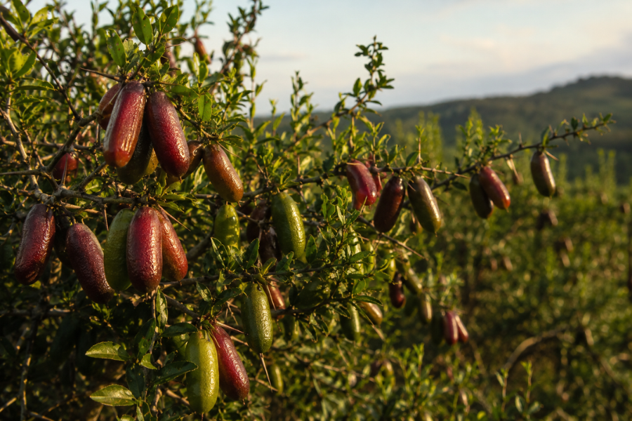 Fruta Vendida por At&eacute; R$ 1.200 o Quilo Desperta Interesse no Agro