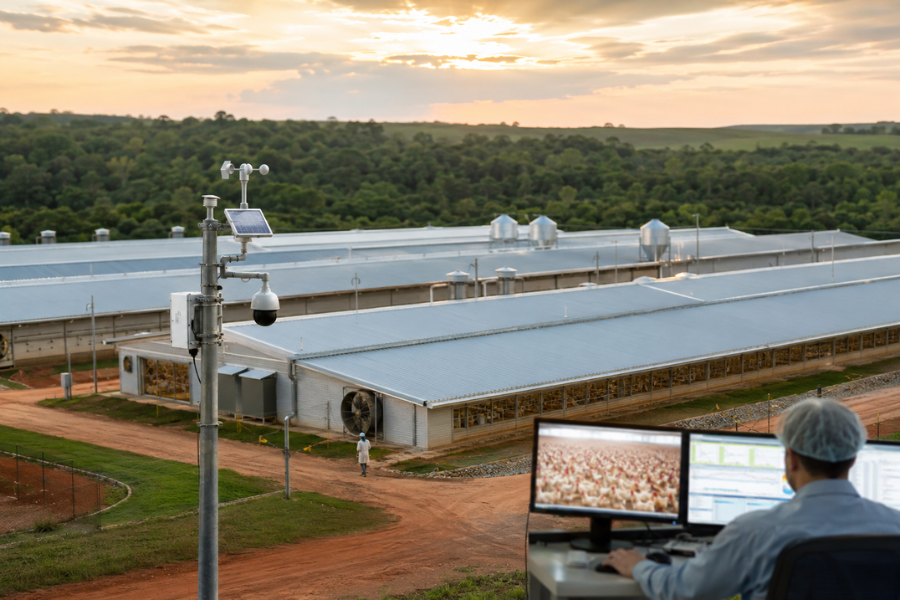 Avicultura 5.0 Exige Integra&ccedil;&atilde;o Al&eacute;m dos Sistemas ERP