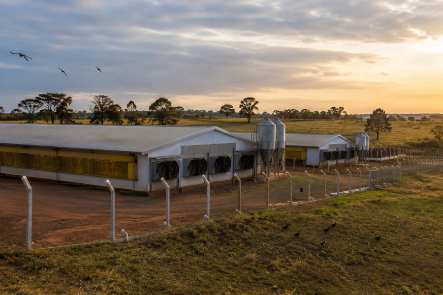 Gripe Avi&aacute;ria chega &agrave; Austr&aacute;lia e Acende Alerta Global no Agro