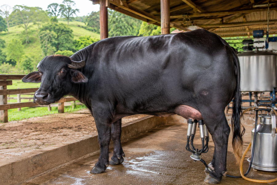 B&uacute;fala Brasileira Bate Recorde Mundial de Produ&ccedil;&atilde;o de Leite