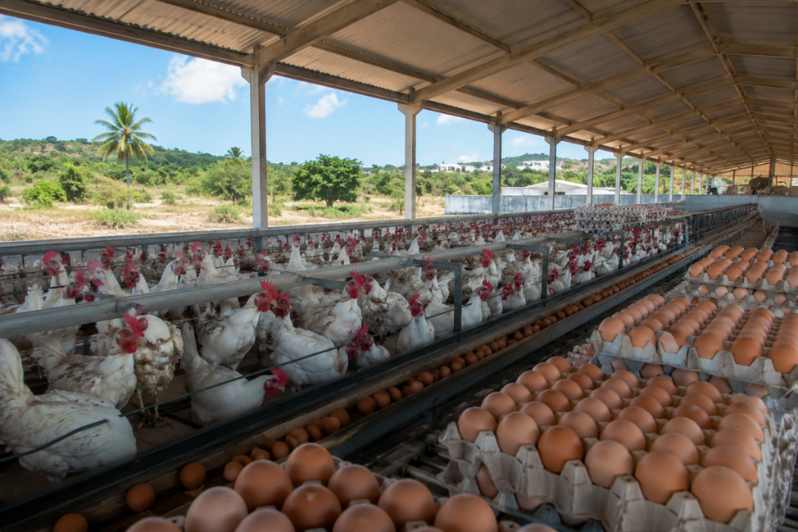 Produ&ccedil;&atilde;o de Ovos Explode na Bahia e Muda o Cen&aacute;rio da Avicultura Nordestina