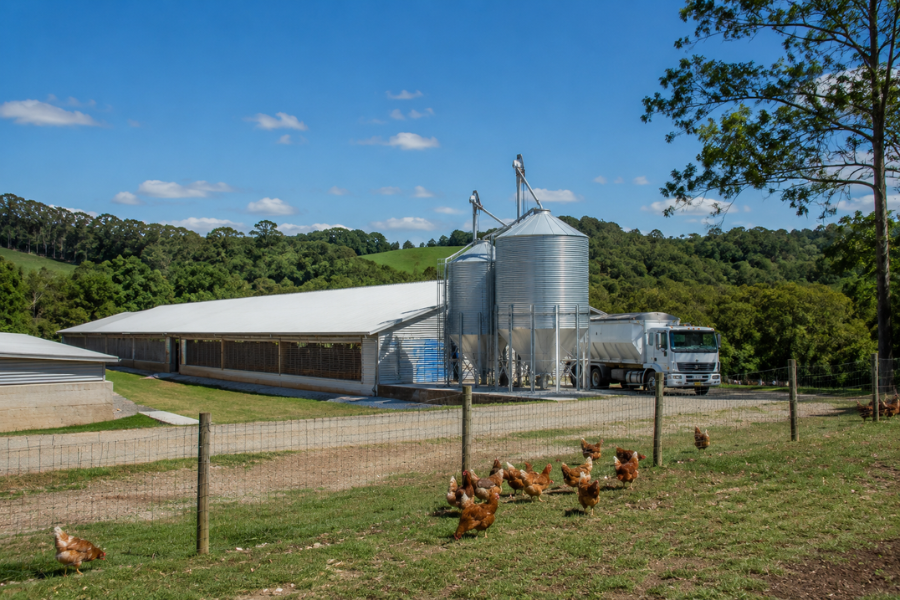 Sinal Verde para Nova Granja em Herval Aquece Disputa no Mercado de Ovos