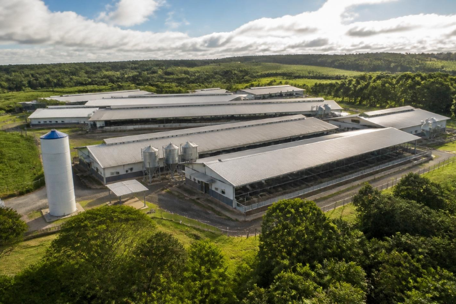 BNDES Libera R$ 725 Milh&otilde;es para Gen&eacute;tica Su&iacute;na e Divide Opini&otilde;es no Agro