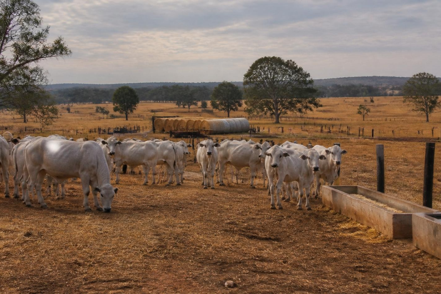 Seca na pecu&aacute;ria: estrat&eacute;gias ajudam a reduzir preju&iacute;zos no campo