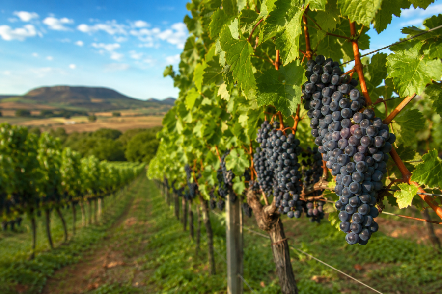 O Cerrado Virou Terra de Vinhos? Produção de Uvas Dispara em Goiás