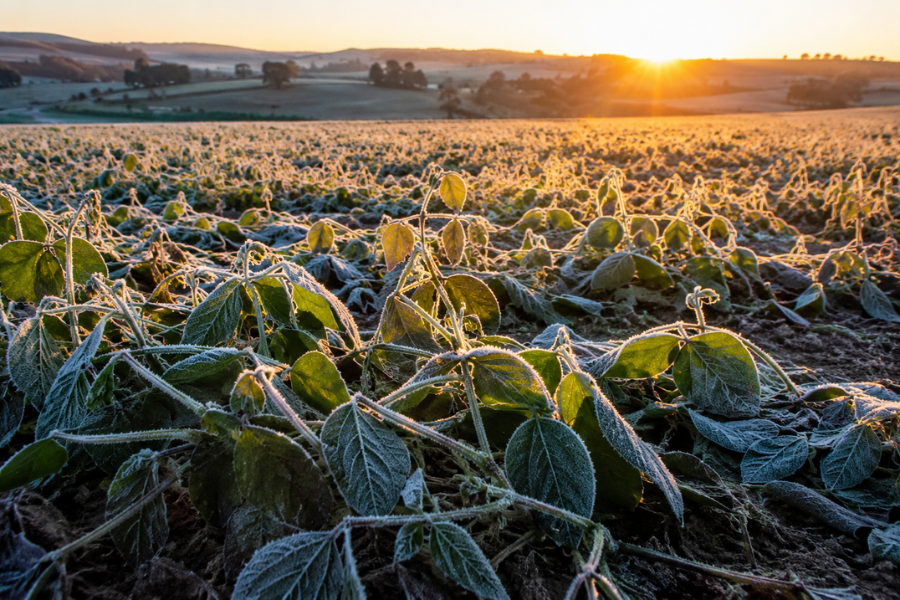 Geada Ameaça Lavouras e Frio Intenso Preocupa Produtores Nesta Terça-feira