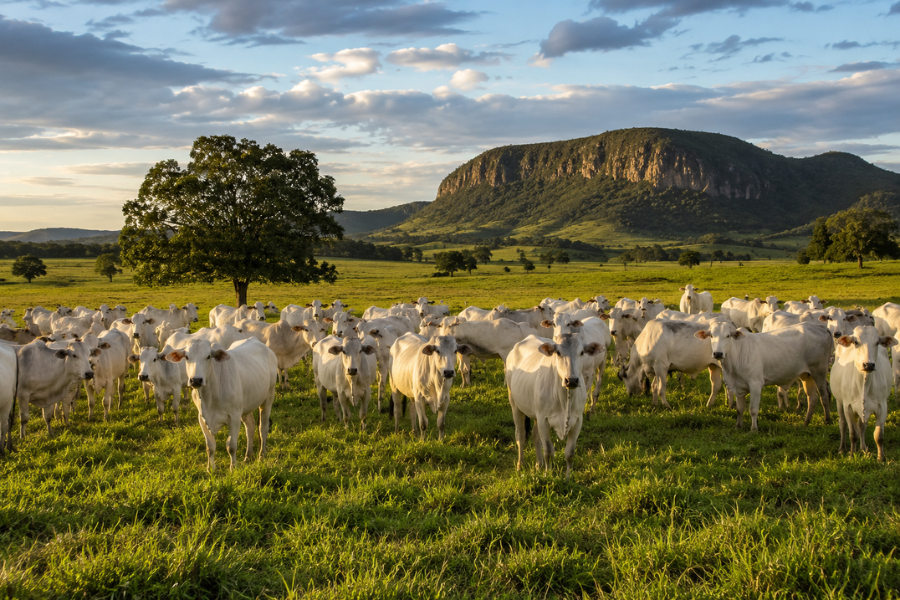 C&aacute;ceres Dispara na Pecu&aacute;ria e Amplia Rebanho Bovino em Quase 62%