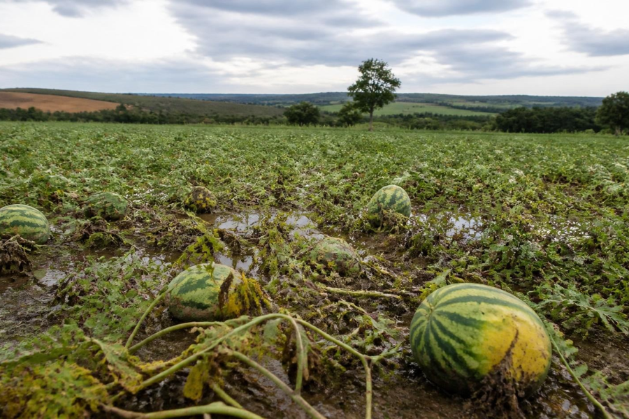 Melancia em Crise? Doença e Excesso de Chuva Ameaçam Produção em Goiás