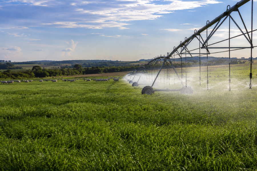 Irrigação de Pastagens Exige Planejamento para dar Retorno ao Pecuarista