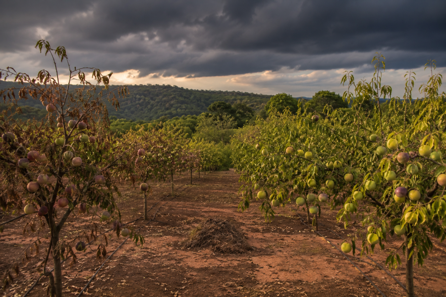 El Ni&ntilde;o Amea&ccedil;a Produ&ccedil;&atilde;o de Frutas e pode Elevar Pre&ccedil;os na Am&eacute;rica do Sul