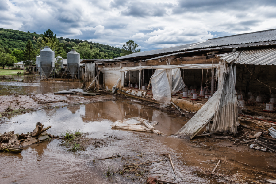 Temporais causam preju&iacute;zos no campo e atingem granjas no Rio Grande do Sul
