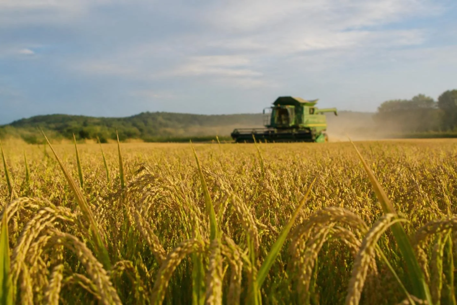 Preço do Arroz sobe e Atinge Maior Nível Desde Setembro de 2025