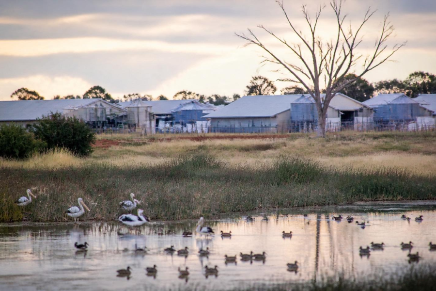 Gripe Avi&aacute;ria Amea&ccedil;a Atravessar Barreira das Aves Silvestres na Austr&aacute;lia