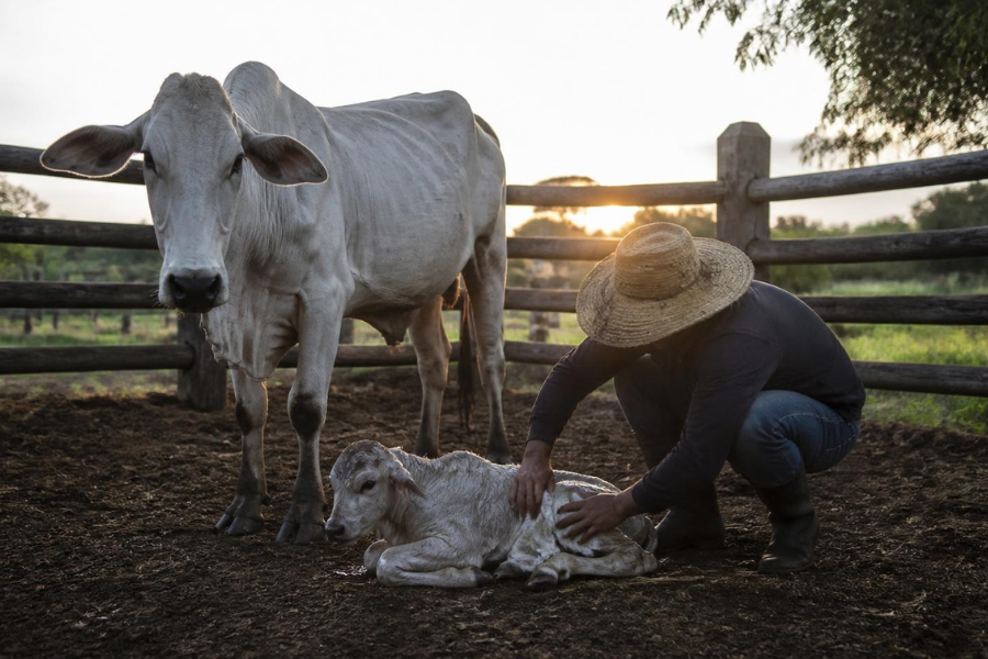 O Erro nas Primeiras Horas de Vida que pode Matar Bezerros na Fazenda