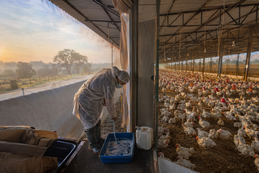 Gripe Aviária Não Dá Trégua: Emergência Continua e Produtores Precisam Redobrar os Cuidados