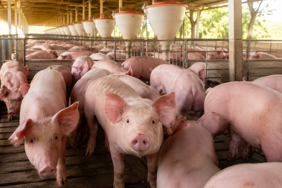 Dia do Suinocultor Marca Novo Recorde da Produ&ccedil;&atilde;o de Carne Su&iacute;na no Brasil