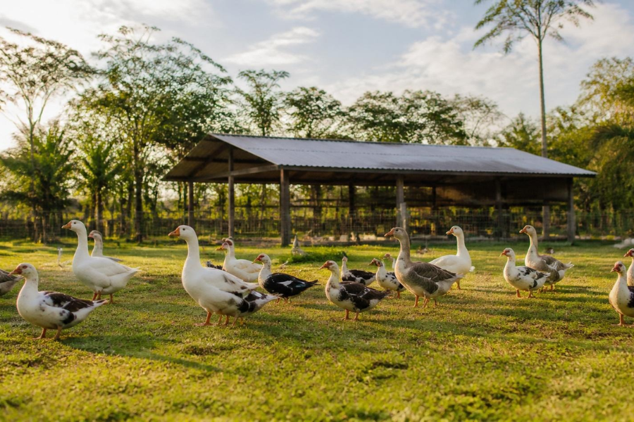 Brasil Pro&iacute;be Produ&ccedil;&atilde;o e Venda de Foie Gras Ap&oacute;s Nova Lei