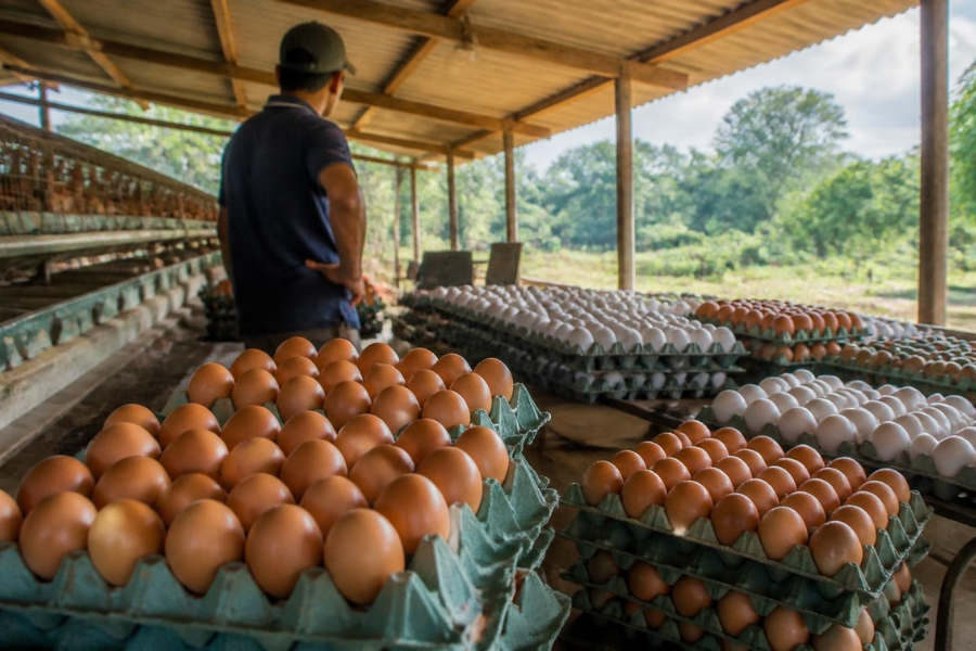 Pre&ccedil;o dos Ovos Despenca e Acende Alerta entre Produtores Brasileiros