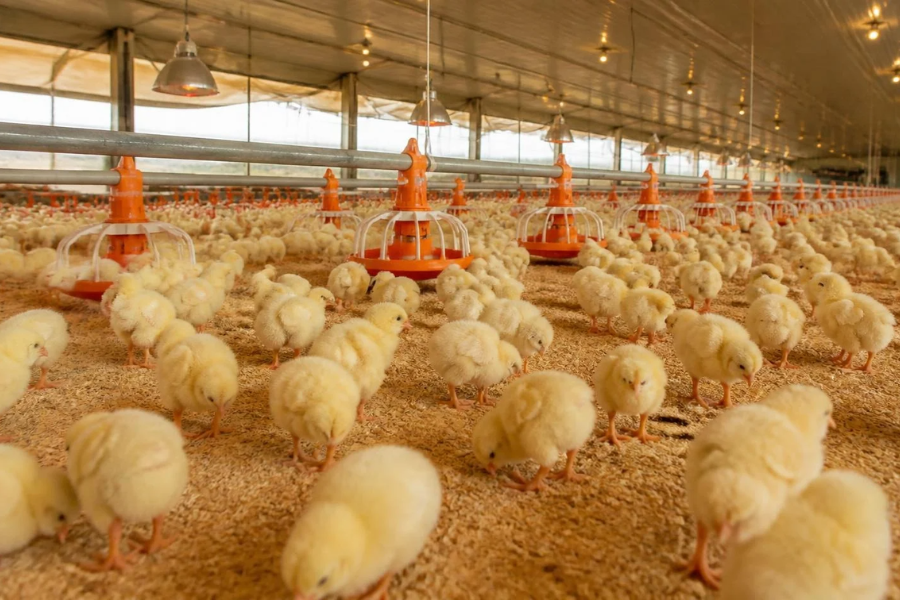 Primeira Semana dos Pintinhos pode Definir Lucro ou Preju&iacute;zo na Granja