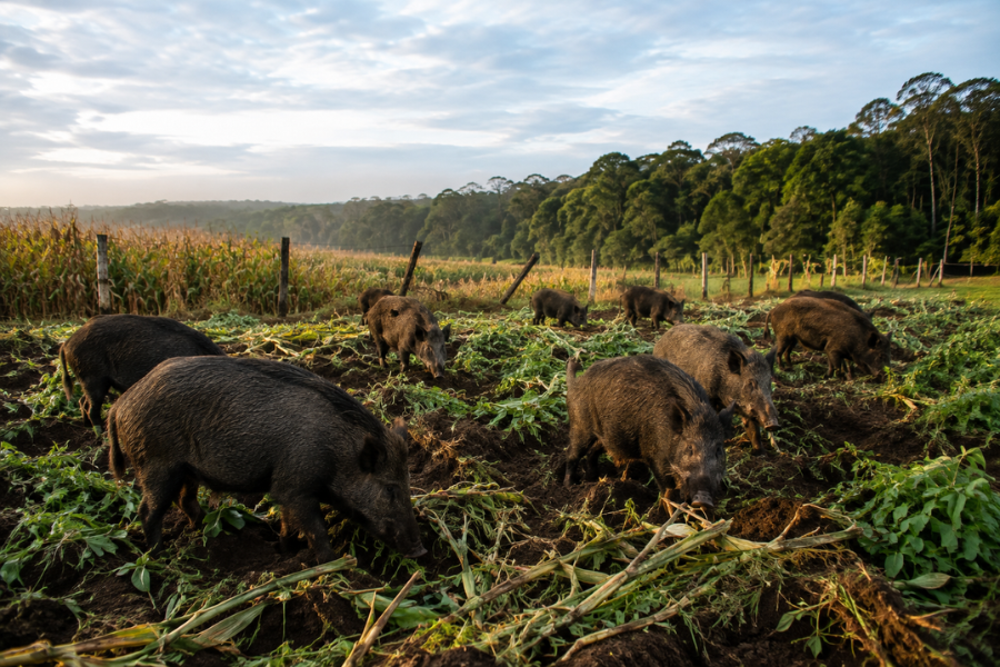 Brasil Perde a Guerra Contra o Javali? Esp&eacute;cie Avan&ccedil;a Sobre o Campo