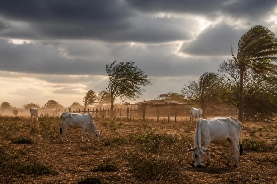 Alerta no Campo: Ventos de Mais de 100 km/h e Calor Extremo Elevam Riscos para Pecuaristas no Brasil