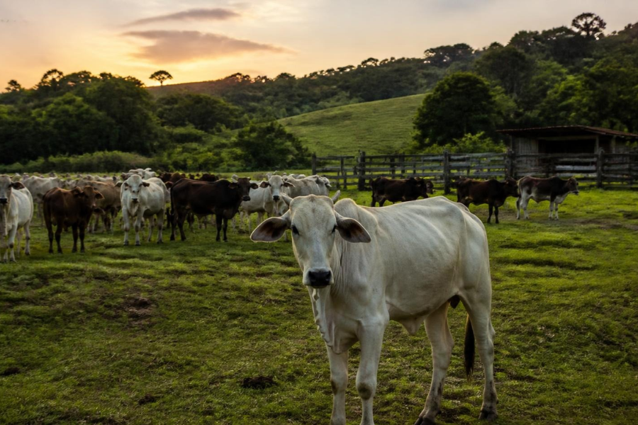 27 Bovinos Mortos: Raiva Bovina Preocupa Pecuaristas de Santa Catarina