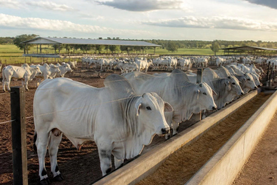 Bahia Amplia Pecuária Intensiva e Acelera Abates de Bovinos