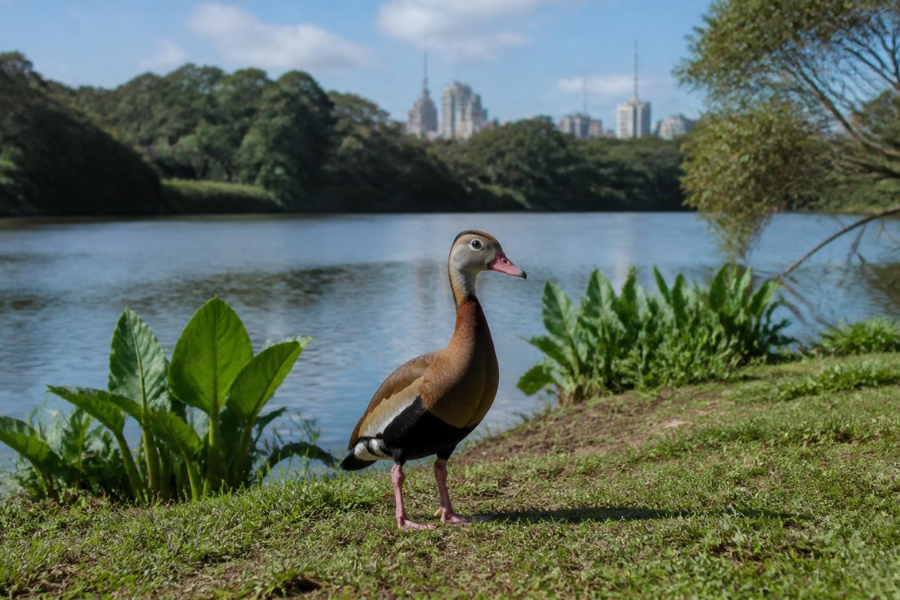 Gripe Aviária é Detectada em Ave Silvestre no Parque Ibirapuera