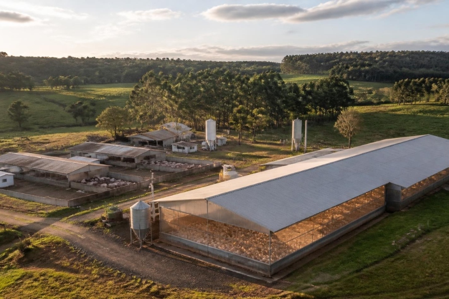 Seara Investe R$ 4 Bilh&otilde;es em Produtores de Aves e Su&iacute;nos