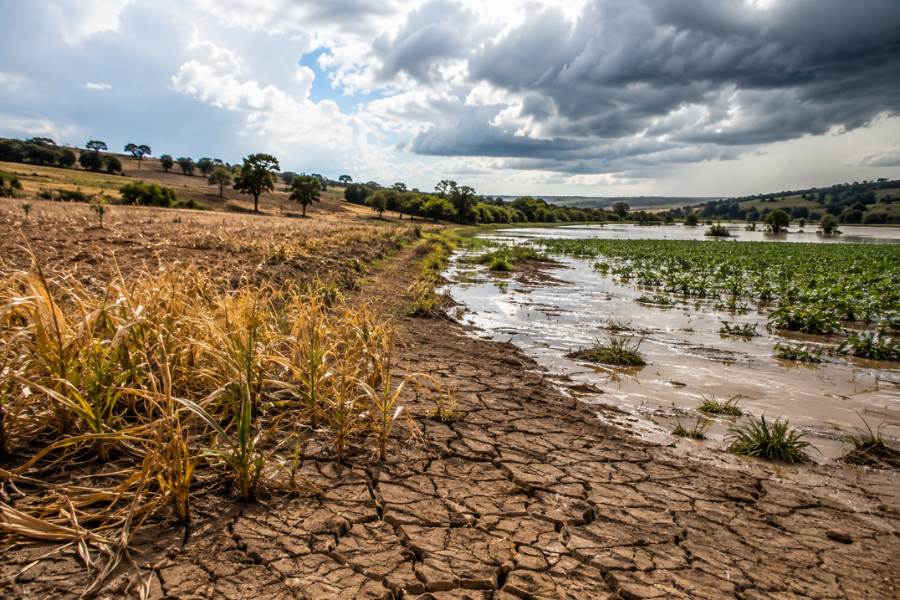El Niño Pode Virar Pesadelo para Produtores Rurais até 2027