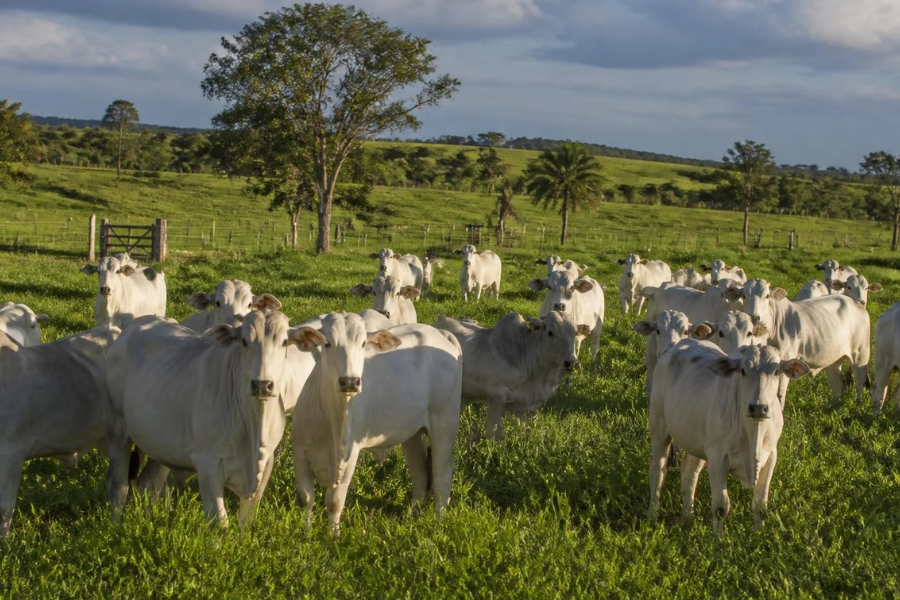 Arroba Passa de R$ 350 e Pecuarista Ganha Força Contra os Frigoríficos
