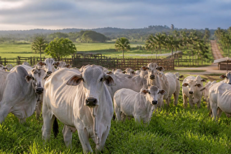 Carne Bovina Brasileira Mant&eacute;m Pre&ccedil;o Elevado no Exterior Apesar de Queda nos Embarques
